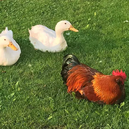 דירה Family-farm-koppin-gady